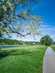 Elbwiesen in Dresden, Sachsen, Deutschland - Urbane Landschaft mit Baum und Elbwiesen in Johannstadt, Dresden, Sachsen, Deutschland.