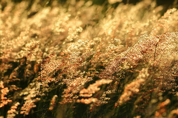 Gold grass flower swaying in the wind