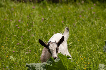 Fototapeta premium Cute brown and white domestic goat 