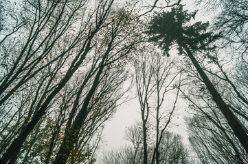 Ground view of the treetops in a foggy autumn forest