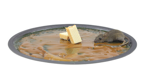 Adhesive mouse trap with rat, isolated on white background