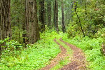 The old highway No 1 winding through an ancient redwood forest located along the northern California coast.