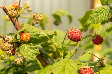 Bush with ripe raspberry in garden by summer