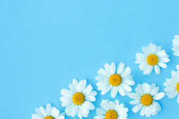 White camomiles on a blue background. Beautiful spring or summer composition, template for design with place for text