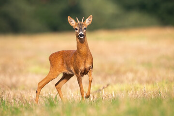 Young roe deer, capreolus capreolus, standing on stubble field in summer nature. Juvenile buck looking on field with blurred background. Immature wild animal looking to the camera.