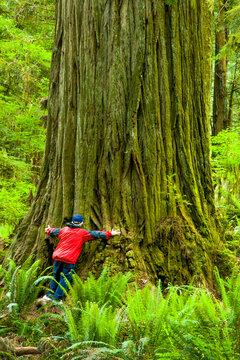 Man In Red Coat Hugging A Giant Redwood Tree. Redwood Trees In The Redwood National And State Parks (RNSP), Located Along The Coast Of Northern California.