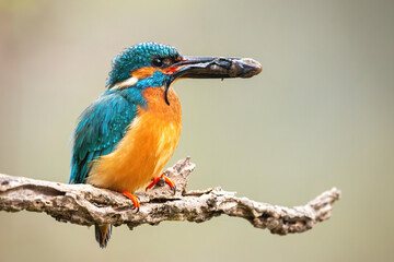 Colorful male common kingfisher, alcedo atthis, holding prey in beak on branch. Exotic bird sitting with fish in bill during the summer. Wild animal looking from twig.