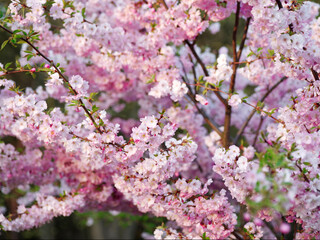 Beautiful blooming sakura tree. Nature scene with the sun on a sunny day. Spring flowers. Abstract blurred background in spring time.