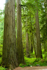 Redwood trees in the Redwood National and State Parks (RNSP) are old-growth temperate rainforests located in the United States, along the coast of northern California.