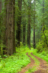 Fototapeta na wymiar Redwood trees and the remains of old US Highway 1 in the Redwood National and State Parks (RNSP) are old-growth temperate rainforests located along the coast of northern California.
