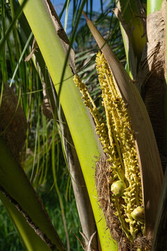 The top of the coconuts are splitting into small balls, with bees pollinating.