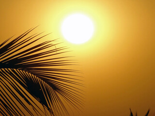 Naklejka na ściany i meble Palm tree sunset silhouette