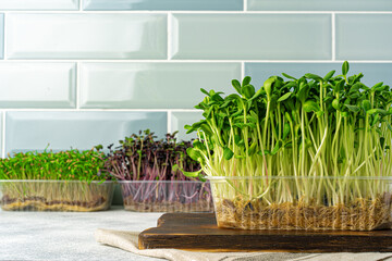 Micro green sprouts growing in tray in kitchen against mint tile wall