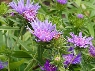 Stokesia laevis ou Aster de Stokes