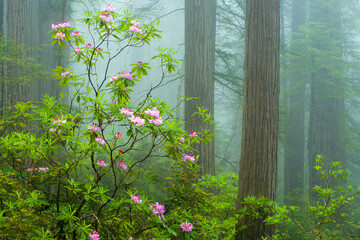 Redwood trees and wild rhododendron flowers  in the Redwood National and State Parks (RNSP), located  along the coast of northern California.