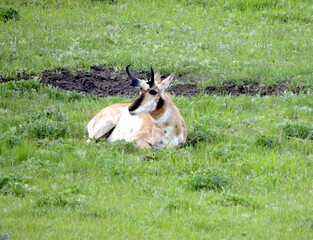 Resting Pronghorn Elk