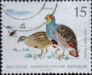 Fototapeta na wymiar GERMANY, DDR - CIRCA 1968: a postage stamp from Germany, GDR showing small game: Partridges