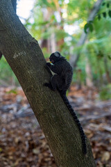 Fototapeta premium Squirrel monkey in natural habitat
