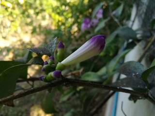 Obraz premium bee on flower