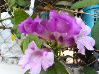 pink flowers in the garden