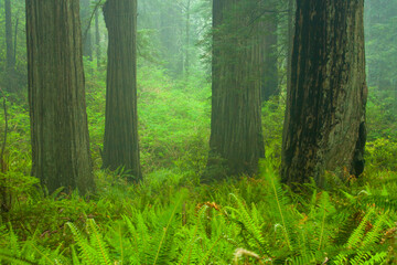 Fototapeta premium Redwood trees in the Redwood National and State Parks (RNSP) are old-growth temperate rainforests located in the United States, along the coast of northern California.