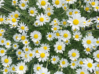 camomile flower bright background