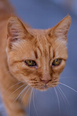 Gato pardo con buena resolucion