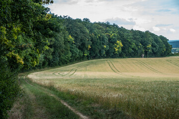 Fototapeta na wymiar Getreideanbau in Hügellandschaft