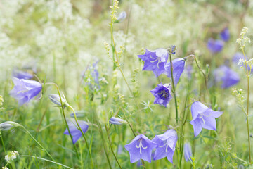 Bellflowers in the summer meadow, wild flowers in countryside, floral background concept