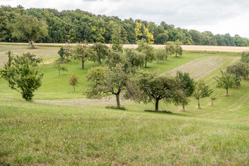 Gemähte Wiese