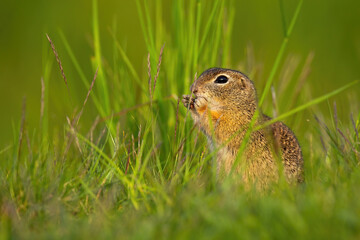 Naklejka na ściany i meble European ground squirrel, spermophilus citellus, sitting in grass during the summer. Little souslik gnawing on field. Wild animal observing surrounding.
