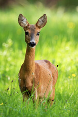 Lovely roe deer doe, capreolus capreolus, standing on meadow in the summer nature. Beautiful mammal observing on field with blurred background. Animal looking to the camera.
