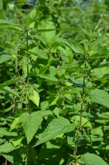 pokrzywa ,naturalna pokrzywa , lecznicza pokrzywa ,zieleń, roślin, feuille, charakter, feuille, jardin, swiezy, gras, pola, jedzenie, tekstura, naturalny, jary, jarzyna, pietruszka, roślin, rolnictwa,