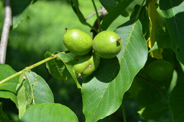 orzech , młody orzech , włoski orzech ,zieleń, drzew, owoc, jabłek, jedzenie, galąz, charakter, jardin, feuille, swiezy, rolnictwa, zdrowa, jabłek, roślin, feuille, dojrzałe, naturalny, lato, niedojrz