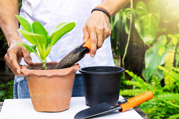 Gardener holding gardening shovel and planting lettuce in clay pot on blurred garden background