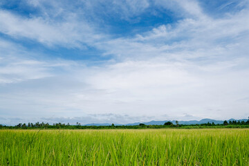 Bright sky background on green rice fields.