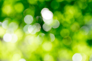 Bokeh, sunlight, trees and nature
