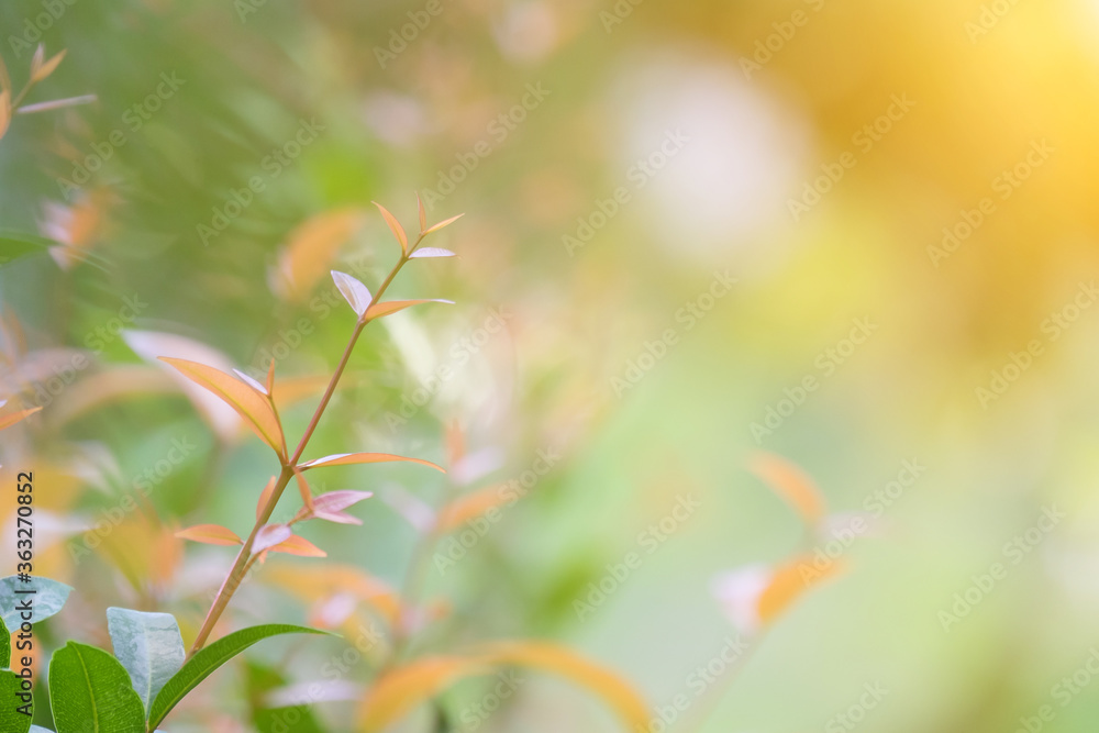 Canvas Prints the young leaves of the tree and the morning sun