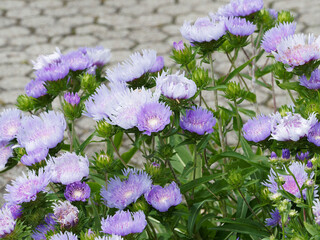 Stokesia laevis 'Blue Star' ou Aster de Stokes aux capitules bleu ciel autour d'un disque central...