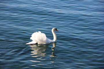Cygne
