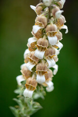 interesting flower closeup green background 