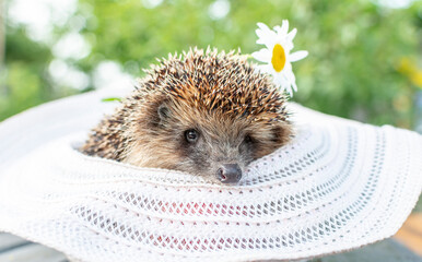 close-up, a hedgehog on a wooden table in a straw hat, next to daisies, on a green background.