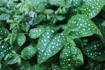 Fototapeta premium Beautiful green fern in the summer garden