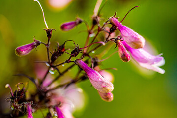 close up of pink flower