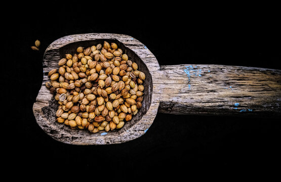  coriender seeds in a wooden spoon on isolated black