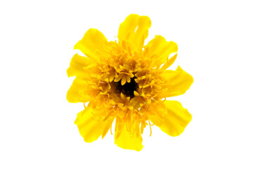 yellow Marigold on white background