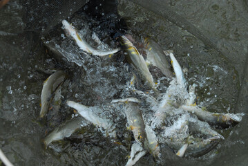 鮎　釣り