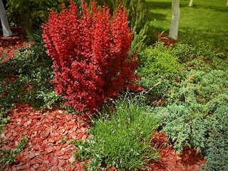 Plants mulching with cedar bark red mulch on green grass garden. Chip mulch around red shrub & tree...