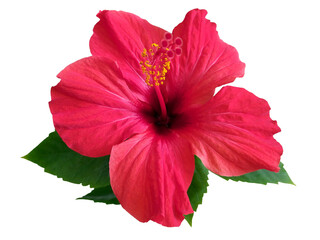 Red hibiscus flower & leaf (rosa sinensis) isolated on white path background. Pink hibiscus flower scent plant for aroma floral perfume design closeup isolated. Tropical rose hibiscus flower isolated © Real Moment