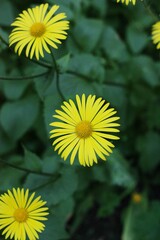 Beautiful view yellow daisies in the field 